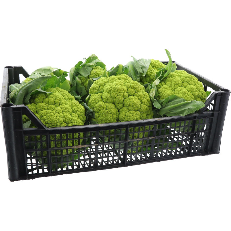 CHOU FLEUR VERT 8PCS